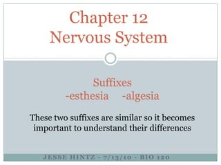 Chapter 12Nervous System Suffixes -esthesia     -algesia These two suffixes are similar so it becomes important to understand their differences Jesse Hintz - 7/13/10- Bio 120 