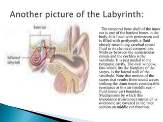 Another picture of the Labyrinth:The temporal bone shell of the inner ear is one of the hardest bones in the body. It is lined with periosteum and is filled with perilymph, a fluid closely resembling cerebral spinal fluid in its chemical composition. Midway between the semicircular canals and the cochlea is the vestibule. It is just medial to the tympanic cavity. The oval window, into which fits the footplate of the stapes, is the lateral wall of the vestibule. Note that motion of the stapes that results from sound waves striking the drum meets considerable resistance at this air (middle ear) - fluid (inner ear) boundary. Mechanisms by which this impedance (resistance) mismatch is overcome are covered in the later section on middle ear function. cochlear partition is a complex structure of the membranous labyrinth that is described in a later section. At the basal end of the cochlea (that end nearest the vestibule) there are two openings to the tympanic cavity, one on each side of the cochlear partition, that are covered by membranes. One is called the oval window and, as we already mentioned, is in contact with the stapes foot plate. The other, called the round window, is just below the oval window and in contact with no structure. As we shall see in a later section this membrane yields under pressure developed at the oval window by stapes motion. The two channels formed by the cochlear partition are called the scalavestibuli and scala tympani, respectively. Again, they are filled with perilymph. A tiny canal, called the cochlear aqueduct (or perilymphatic duct), leads from the lowest turn of the cochlea through the temporal bone to the CSF-containing subarachnoid space at the base of the brain. The Cochlea: