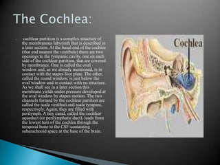 The Semicircular canalsThe semicircular canals are three half-circular, interconnected tubes located inside each ear. The three canals are the horizontal semicircular canal (also known as the lateral semicircular canal), superior semicircular canal (also known as the anterior semicircular canal), and the posterior semicircular canal.The canals are aligned approximately orthogonally to one another. The horizontal canal is aligned roughly horizontally in the head. The superior and anterior canals are aligned roughly at a 45 degree angle to a vertical plane drawn from the nose to the back of the skull. [1] Thus, the horizontal canal detects horizontal head movements (such as when doing a pirouette), while the superior and posterior canals detect vertical head movements.Each canal is filled with a fluid called endolymph and contains a motion sensor with little hairs (cilia) whose ends are embedded in a gelatinous structure called the cupula. As the skull twists in any direction, the endolymph is thrown into different sections of the canals. The cilia detect when the endolymph rushes past, and a signal is then sent to the brain.The semicircular canals are a component of the Labyrinth.Among species of mammals, the size of the semicircular canals is correlated with their type of locomotion. Specifically, species that are agile and have fast, jerky locomotion have larger canals relative to their body size than those that move more cautiously