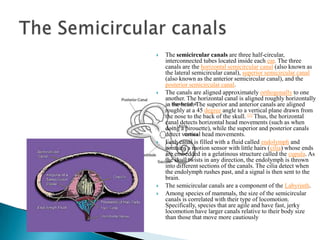The process of hearing begins with the outer ear, which collects sound (acoustic) energy and directs it through the ear canal to the eardrum. The incoming waves of sound energy cause the eardrum to vibrate, setting into motion the malleus, incus and stapes (also known as the hammer, anvil and stirrup) bones that make up the ossicular chain of the middle ear chamber, which is connected to the Eustachian tube*. The middle ear’s anatomical structure and conductive motion combine to amplify the sound by appx. 2.3 decibels (dB) and transform it effectively into a fluid (hydraulic) vibration inside our inner ear.Also, the ear is a complex organ of hearing and balance. It is capable of perceiving an incredible range from the tiniest audible sound, which would be 1 trillion times weaker than that of a sound thatwould cause pain. This range is about 130 decibels. Besides loudness, the human ear can detect pitch. This relates to the sound vibrations per second or the frequency, which is measure in Hertz. The higher the frequency, the higher the pitch. This range is incredible, from about 20 to 20,000 Hertz. Finally, the human ear can detect tone.How We Ear:
