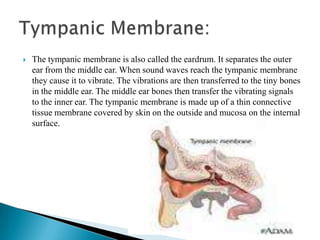 The tympanic membrane is also called the eardrum. It separates the outer ear from the middle ear. When sound waves reach the tympanic membrane they cause it to vibrate. The vibrations are then transferred to the tiny bones in the middle ear. The middle ear bones then transfer the vibrating signals to the inner ear. The tympanic membrane is made up of a thin connective tissue membrane covered by skin on the outside and mucosa on the internal surface. Tympanic Membrane: