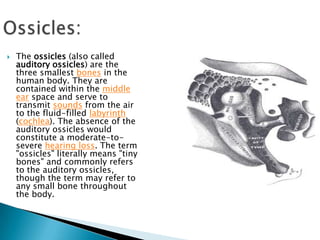 Ossicles:The ossicles (also called auditory ossicles) are the three smallest bones in the human body. They are contained within the middle ear space and serve to transmit sounds from the air to the fluid-filled labyrinth (cochlea). The absence of the auditory ossicles would constitute a moderate-to-severe hearing loss. The term "ossicles" literally means "tiny bones" and commonly refers to the auditory ossicles, though the term may refer to any small bone throughout the body.