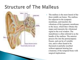 Structure of The MalleusThe malleus is the most lateral of the three middle ear bones. The malleus lies adjacent to the tympanic membrane, and transfers the vibrations of the typmanic membrane to the incus, which then vibrates the stapes and transmits the vibrational signal to the oval window. The manubrium is often referred to as the handle of the malleus. The anterior process fits into the petrotympanic fissure, and can be of variable size, and is often found to be fractured or partially resorbed without apparent hearing loss (Anatomy of the temporal bone with surgical implications. 