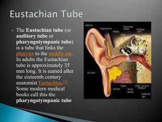 The Eustachian tube (or auditory tube or pharyngotympanic tube) is a tube that links the pharynx to the middle ear. In adults the Eustachian tube is approximately 35 mm long. It is named after the sixteenth century anatomist Eustachius.[1] Some modern medical books call this the pharyngotympanic tubeEustachian Tube