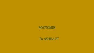 MYOTOMES
Dr ASHILA PT
 