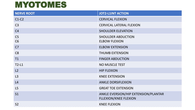 MYOTOMES | PPTX