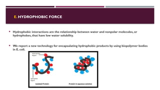 E. HYDROPHOBIC FORCE
 Hydrophobic interactions are the relationship between water and nonpolar molecules, or
hydrophobes, that have low water solubility.
 We report a new technology for encapsulating hydrophobic products by using biopolymer bodies
in E. coli.
 