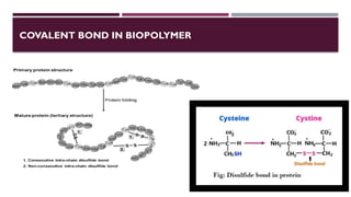 COVALENT BOND IN BIOPOLYMER
 