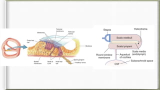 Comprehensive Physiology of Hearing: Mechanisms and Processes | PPTX