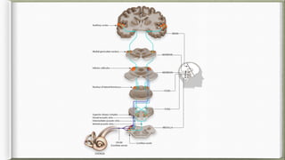 Comprehensive Physiology of Hearing: Mechanisms and Processes | PPTX