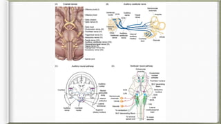 Comprehensive Physiology of Hearing: Mechanisms and Processes | PPTX
