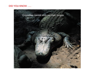 Crocodiles cannot stick out their tongue DID YOU KNOW ….. 