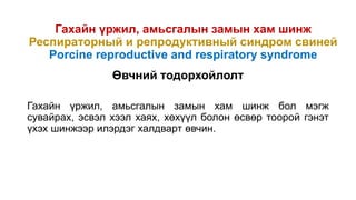 Гахайн үржил, амьсгалын замын хам шинж
Респираторный и репродуктивный синдром свиней
Porcine reproductive and respiratory syndrome
Өвчний тодорхойлолт
Гахайн үржил, амьсгалын замын хам шинж бол мэгж
сувайрах, эсвэл хээл хаях, хөхүүл болон өсвөр тоорой гэнэт
үхэх шинжээр илэрдэг халдварт өвчин.
 