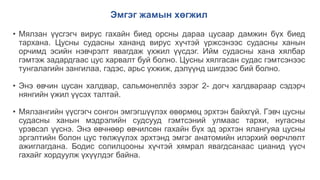 Эмгэг жамын хөгжил
• Мялзан үүсгэгч вирус гахайн биед орсны дараа цусаар дамжин бүх биед
тархана. Цусны судасны хананд вирус хүчтэй үржсэнээс судасны ханын
орчимд эсийн нэвчрэлт явагдаж үхжил үүсдэг. Ийм судасны хана хялбар
гэмтэж задардгаас цус харвалт буй болно. Цусны хялгасан судас гэмтсэнээс
тунгалагийн зангилаа, гэдэс, арьс үхжиж, дэлүүнд шигдээс бий болно.
• Энэ өвчин цусан халдвар, сальмонеллёз зэрэг 2- догч халдвараар сэдэрч
нянгийн үжил үүсэх талтай.
• Мялзангийн үүсгэгч сонгон эмгэгшүүлэх өвөрмөц эрхтэн байхгүй. Гэвч цусны
судасны ханын мэдрэлийн судсууд гэмтсэний улмаас тархи, нугасны
үрэвсэл үүснэ. Энэ өвчнөөр өвчилсөн гахайн бүх эд эрхтэн ялангуяа цусны
эргэлтийн болон цус төлжүүлэх эрхтэнд эмгэг анатомийн илэрхий өөрчлөлт
ажиглагдана. Бодис солилцооны хүчтэй хямрал явагдсанаас цианид үүсч
гахайг хордуулж үхүүлдэг байна.
 