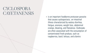 CYCLOSPORA
CAYETANENSIS
• is an important foodborne protozoan parasite
that causes cyclosporiasis, an intestinal
illness characterized by watery diarrhea,
fatigue, anorexia, weight loss, abdominal
cramps, bloating, and flatulence. Outbreaks
are often associated with the consumption of
contaminated fresh produce, such as
raspberries, basil, lettuce, and cilantro
 