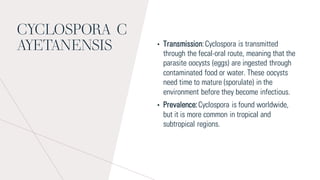 CYCLOSPORA C
AYETANENSIS • Transmission:Cyclospora is transmitted
through the fecal-oral route, meaning that the
parasite oocysts (eggs) are ingested through
contaminated food or water. These oocysts
need time to mature (sporulate) in the
environment before they become infectious.
• Prevalence:Cyclospora is found worldwide,
but it is more common in tropical and
subtropical regions.
 