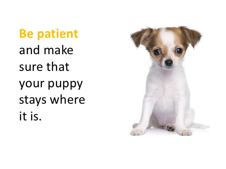 Teaching Your Dog To Stay Home Alone Teaching Your Dog To Stay Home Alone