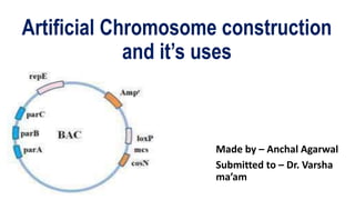 Artificial Chromosome construction
and it’s uses
Made by – Anchal Agarwal
Submitted to – Dr. Varsha
ma’am
 