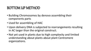 Artificial Chromosome construction and it's uses | PPTX
