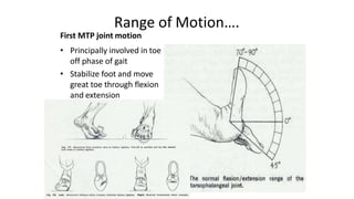 Range of Motion….
First MTP joint motion
• Principally involved in toe
off phase of gait
• Stabilize foot and move
great toe through flexion
and extension
 