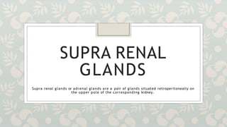 SUPRA RENAL
GLANDS
Supra renal glands or adrenal glands are a pair of glands situated retroperitoneally on
the upper pole of the corresponding kidney.
 