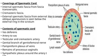 inguinal hernia and surgical managment .pptx