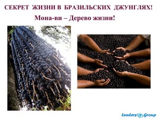 .
СЕКРЕТ ЖИЗНИ В БРАЗИЛЬСКИХ ДЖУНГЛЯХ!
Мона-ви – Дерево жизни!
 