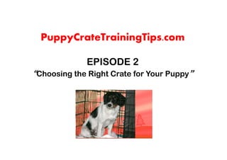 PuppyCrateTrainingTips.com

             EPISODE 2
“Choosing the Right Crate for Your Puppy”
 
