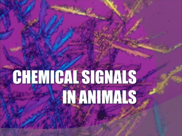 Presentation 19 - Chemical Signals In Animals | PPT
