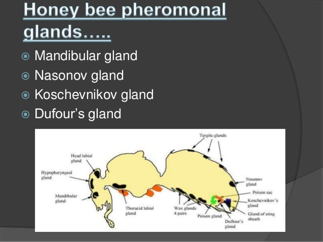 honey bee-pheromones