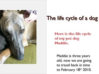 The life cycle of a dogThe life cycle of a dog
Maddie is three years
old, now we are going
to travel back in time
to February 18th
2010.
 