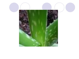    Basal Stem Rot favorable condition
   Aloe plants kept in conditions that are too cool or
    damp are at risk for de...