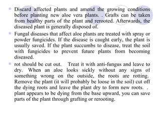    This disease can be controlled by spraying
    Dithane M-45. Another disease is tuber rot
    which is a soil borne di...