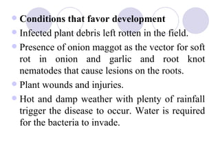    Symptoms:

   An initial infection occurs on the outer petiole (leafstalk)
    which is in contact with the soil, and...