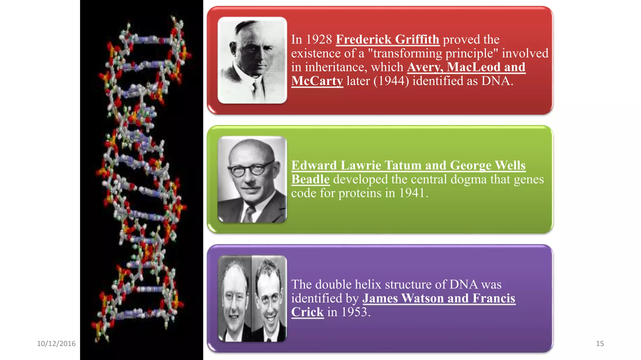 In 1928 Frederick Griffith proved the
existence of a "transforming principle" involved
in inheritance, which Avery, MacLeod and
McCarty later (1944) identified as DNA.
Edward Lawrie Tatum and George Wells
Beadle developed the central dogma that genes
code for proteins in 1941.
The double helix structure of DNA was
identified by James Watson and Francis
Crick in 1953.
1510/12/2016
 