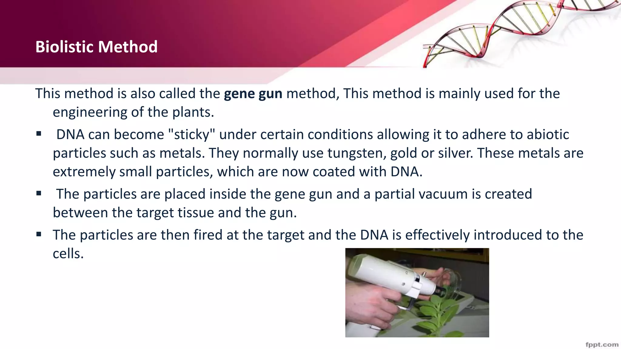 Biolistic Method
This method is also called the gene gun method, This method is mainly used for the
engineering of the plants.
 DNA can become "sticky" under certain conditions allowing it to adhere to abiotic
particles such as metals. They normally use tungsten, gold or silver. These metals are
extremely small particles, which are now coated with DNA.
 The particles are placed inside the gene gun and a partial vacuum is created
between the target tissue and the gun.
 The particles are then fired at the target and the DNA is effectively introduced to the
cells.
 