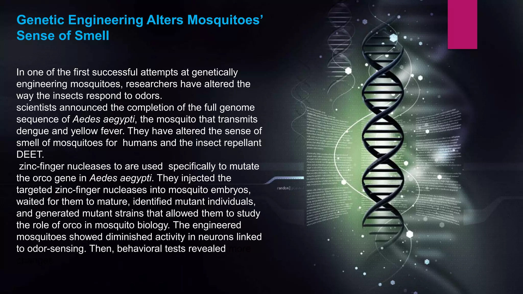 In one of the first successful attempts at genetically
engineering mosquitoes, researchers have altered the
way the insects respond to odors.
scientists announced the completion of the full genome
sequence of Aedes aegypti, the mosquito that transmits
dengue and yellow fever. They have altered the sense of
smell of mosquitoes for humans and the insect repellant
DEET.
zinc-finger nucleases to are used specifically to mutate
the orco gene in Aedes aegypti. They injected the
targeted zinc-finger nucleases into mosquito embryos,
waited for them to mature, identified mutant individuals,
and generated mutant strains that allowed them to study
the role of orco in mosquito biology. The engineered
mosquitoes showed diminished activity in neurons linked
to odor-sensing. Then, behavioral tests revealed more
changes.
Genetic Engineering Alters Mosquitoes’
Sense of Smell
 