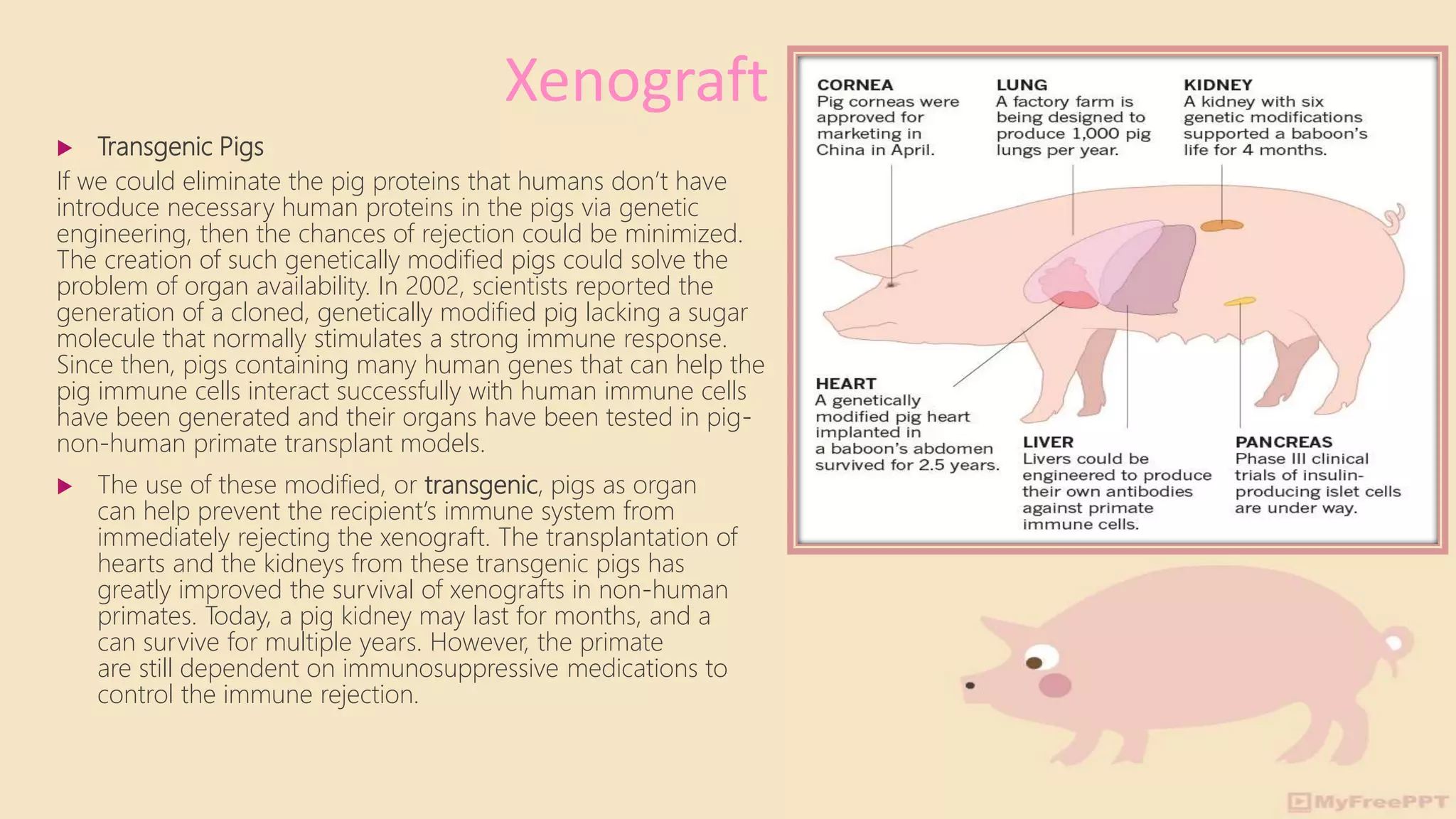  Transgenic Pigs
If we could eliminate the pig proteins that humans don’t have
introduce necessary human proteins in the pigs via genetic
engineering, then the chances of rejection could be minimized.
The creation of such genetically modified pigs could solve the
problem of organ availability. In 2002, scientists reported the
generation of a cloned, genetically modified pig lacking a sugar
molecule that normally stimulates a strong immune response.
Since then, pigs containing many human genes that can help the
pig immune cells interact successfully with human immune cells
have been generated and their organs have been tested in pig-
non-human primate transplant models.
 The use of these modified, or transgenic, pigs as organ
can help prevent the recipient’s immune system from
immediately rejecting the xenograft. The transplantation of
hearts and the kidneys from these transgenic pigs has
greatly improved the survival of xenografts in non-human
primates. Today, a pig kidney may last for months, and a
can survive for multiple years. However, the primate
are still dependent on immunosuppressive medications to
control the immune rejection.
Xenograft
 