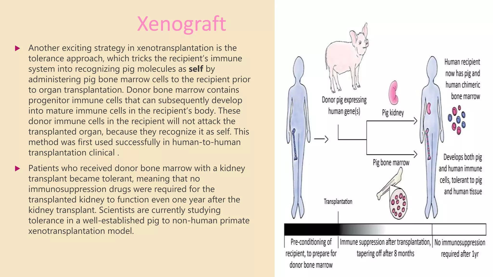 Xenograft
 Another exciting strategy in xenotransplantation is the
tolerance approach, which tricks the recipient’s immune
system into recognizing pig molecules as self by
administering pig bone marrow cells to the recipient prior
to organ transplantation. Donor bone marrow contains
progenitor immune cells that can subsequently develop
into mature immune cells in the recipient’s body. These
donor immune cells in the recipient will not attack the
transplanted organ, because they recognize it as self. This
method was first used successfully in human-to-human
transplantation clinical .
 Patients who received donor bone marrow with a kidney
transplant became tolerant, meaning that no
immunosuppression drugs were required for the
transplanted kidney to function even one year after the
kidney transplant. Scientists are currently studying
tolerance in a well-established pig to non-human primate
xenotransplantation model.
 