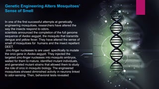 In one of the first successful attempts at genetically
engineering mosquitoes, researchers have altered the
way the insects respond to odors.
scientists announced the completion of the full genome
sequence of Aedes aegypti, the mosquito that transmits
dengue and yellow fever. They have altered the sense of
smell of mosquitoes for humans and the insect repellant
DEET.
zinc-finger nucleases to are used specifically to mutate
the orco gene in Aedes aegypti. They injected the
targeted zinc-finger nucleases into mosquito embryos,
waited for them to mature, identified mutant individuals,
and generated mutant strains that allowed them to study
the role of orco in mosquito biology. The engineered
mosquitoes showed diminished activity in neurons linked
to odor-sensing. Then, behavioral tests revealed more
changes.
Genetic Engineering Alters Mosquitoes’
Sense of Smell
 