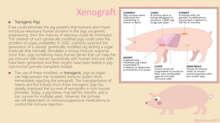  Transgenic Pigs
If we could eliminate the pig proteins that humans don’t have
introduce necessary human proteins in the pigs via genetic
engineering, then the chances of rejection could be minimized.
The creation of such genetically modified pigs could solve the
problem of organ availability. In 2002, scientists reported the
generation of a cloned, genetically modified pig lacking a sugar
molecule that normally stimulates a strong immune response.
Since then, pigs containing many human genes that can help the
pig immune cells interact successfully with human immune cells
have been generated and their organs have been tested in pig-
non-human primate transplant models.
 The use of these modified, or transgenic, pigs as organ
can help prevent the recipient’s immune system from
immediately rejecting the xenograft. The transplantation of
hearts and the kidneys from these transgenic pigs has
greatly improved the survival of xenografts in non-human
primates. Today, a pig kidney may last for months, and a
can survive for multiple years. However, the primate
are still dependent on immunosuppressive medications to
control the immune rejection.
Xenograft
 