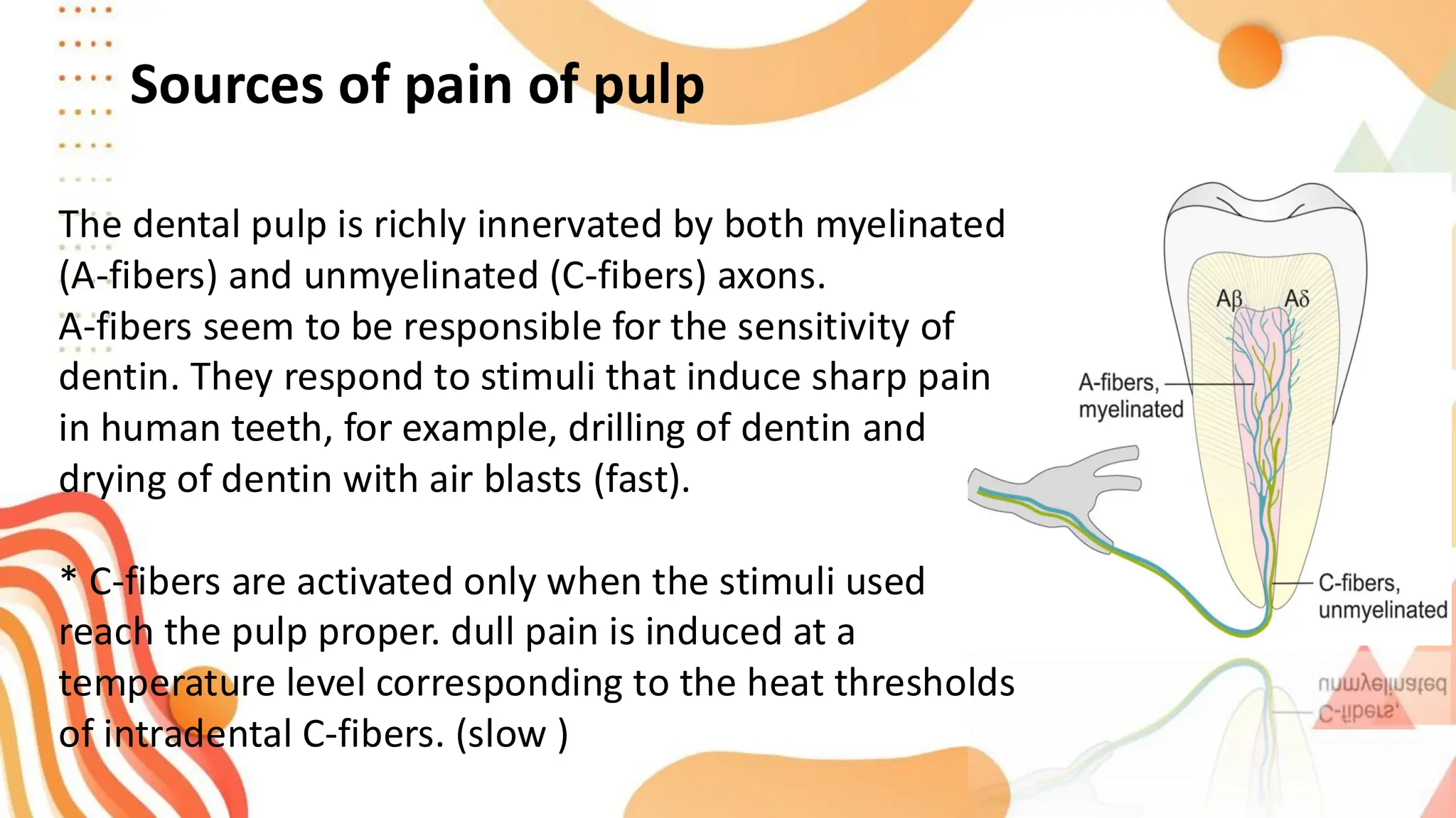 Sources of pain of pulp
The dental pulp is richly innervated by both myelinated
(A-fibers) and unmyelinated (C-fibers) axons.
A-fibers seem to be responsible for the sensitivity of
dentin. They respond to stimuli that induce sharp pain
in human teeth, for example, drilling of dentin and
drying of dentin with air blasts (fast).
* C-fibers are activated only when the stimuli used
reach the pulp proper. dull pain is induced at a
temperature level corresponding to the heat thresholds
of intradental C-fibers. (slow )
 