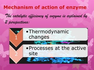 The catalytic efficiency of enzyme is explained by
2 perspectives:
            •Thermodynamic
     1       changes

            •Processes at the active
     2       site
 