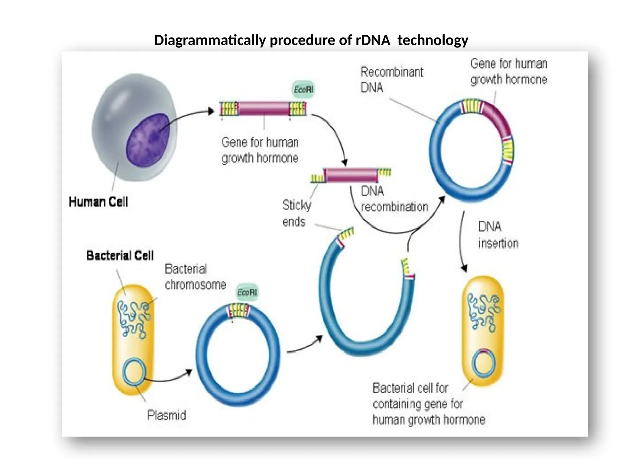 Diagrammatically procedure of rDNA technology
 