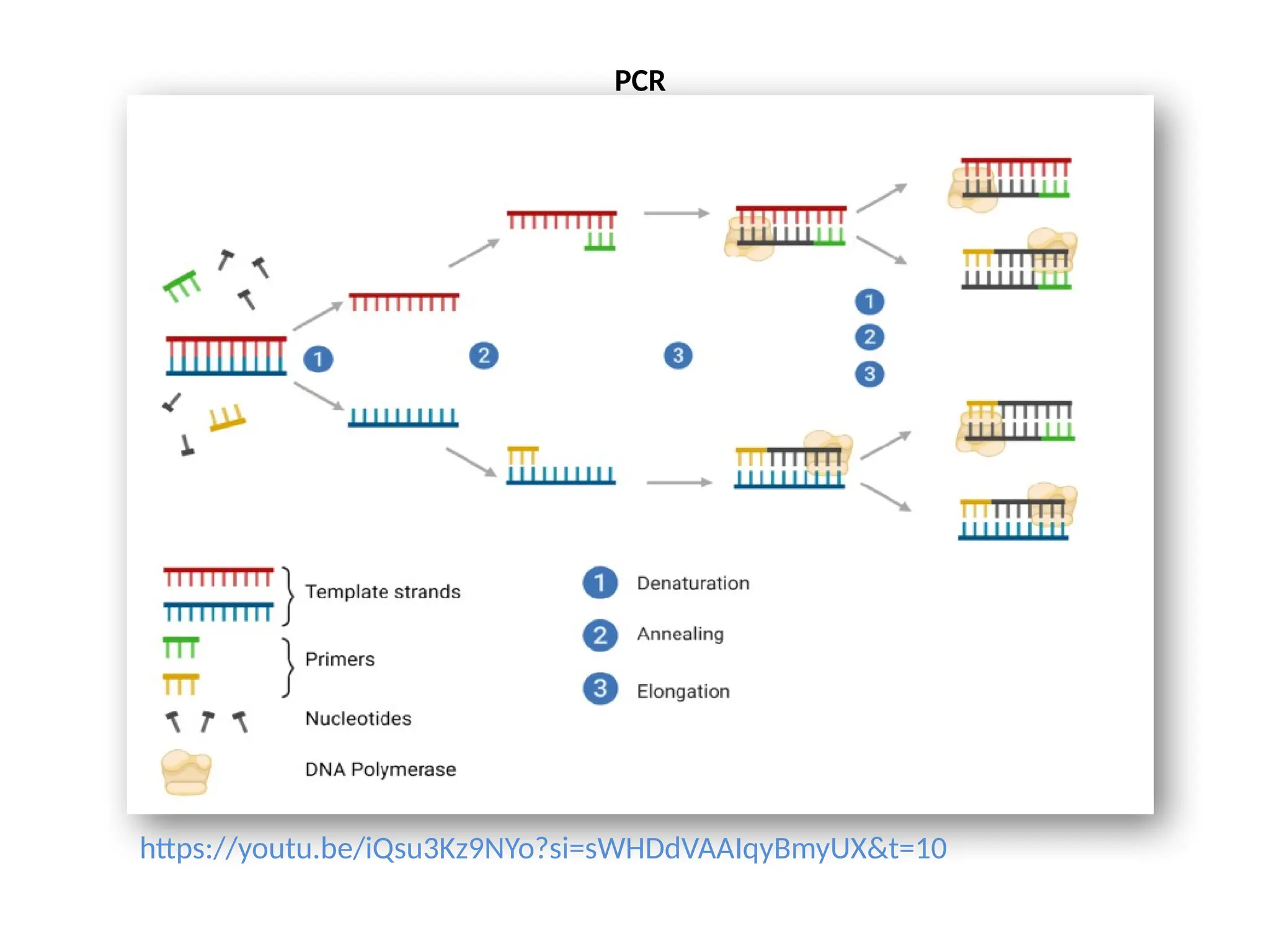 PCR
https://youtu.be/iQsu3Kz9NYo?si=sWHDdVAAIqyBmyUX&t=10
 