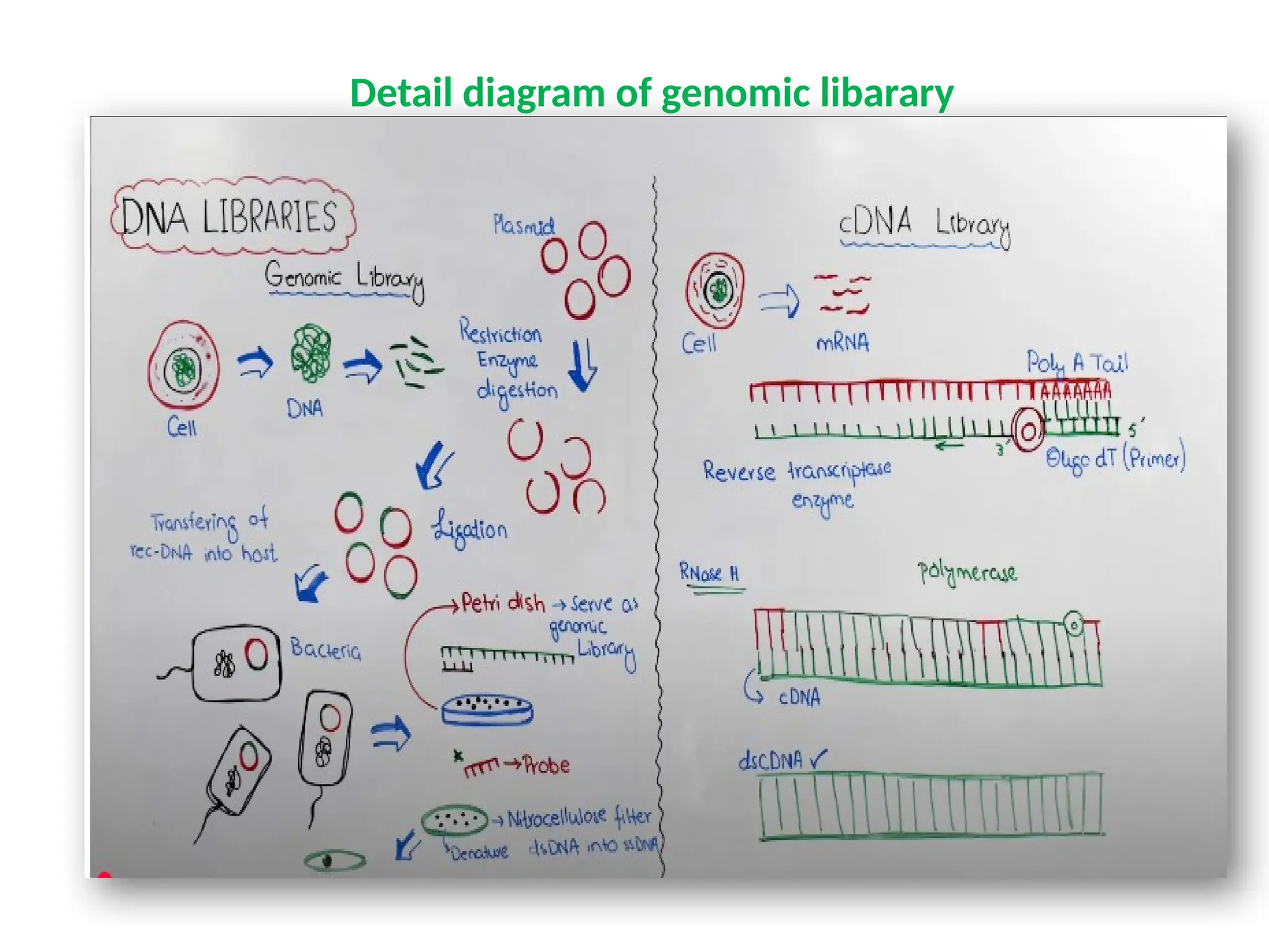 Detail diagram of genomic libarary
 