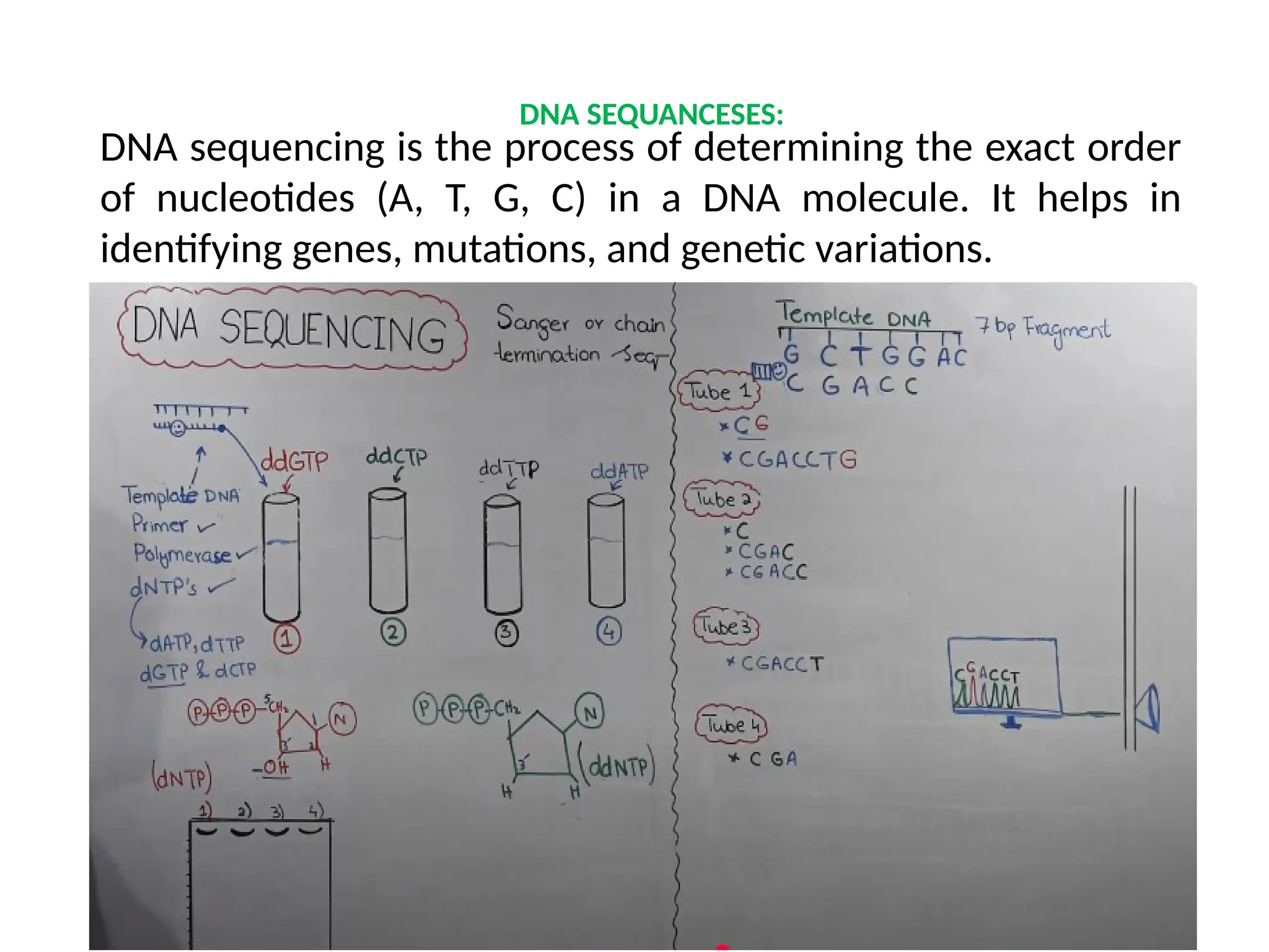 DNA sequencing is the process of determining the exact order
of nucleotides (A, T, G, C) in a DNA molecule. It helps in
identifying genes, mutations, and genetic variations.
DNA SEQUANCESES:
 