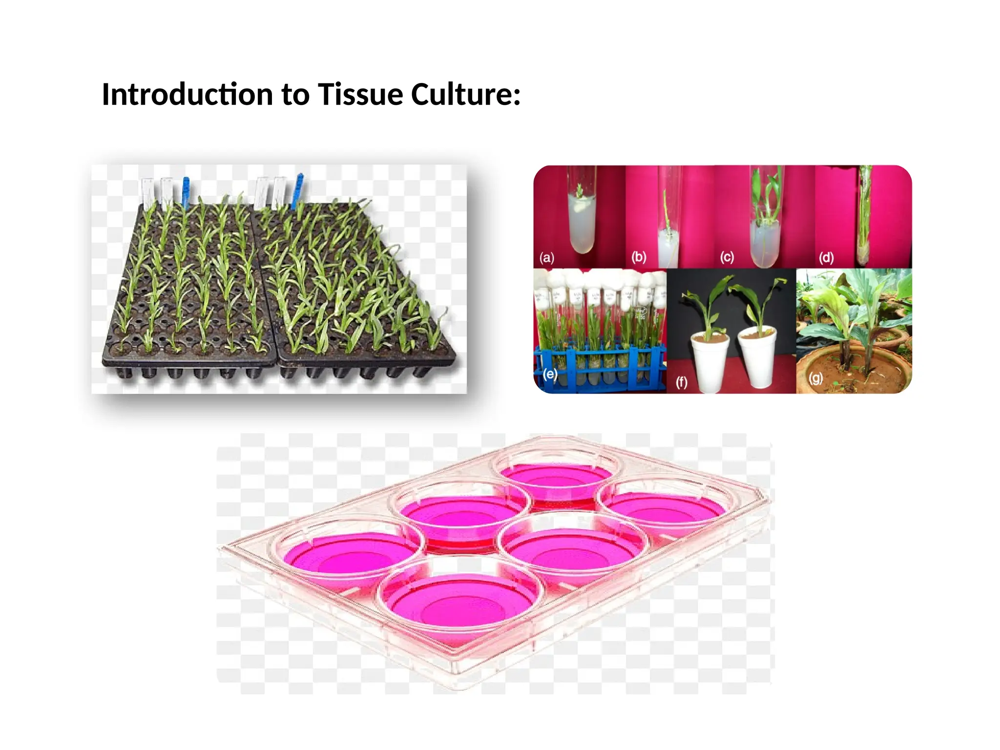 Introduction to Tissue Culture:
 