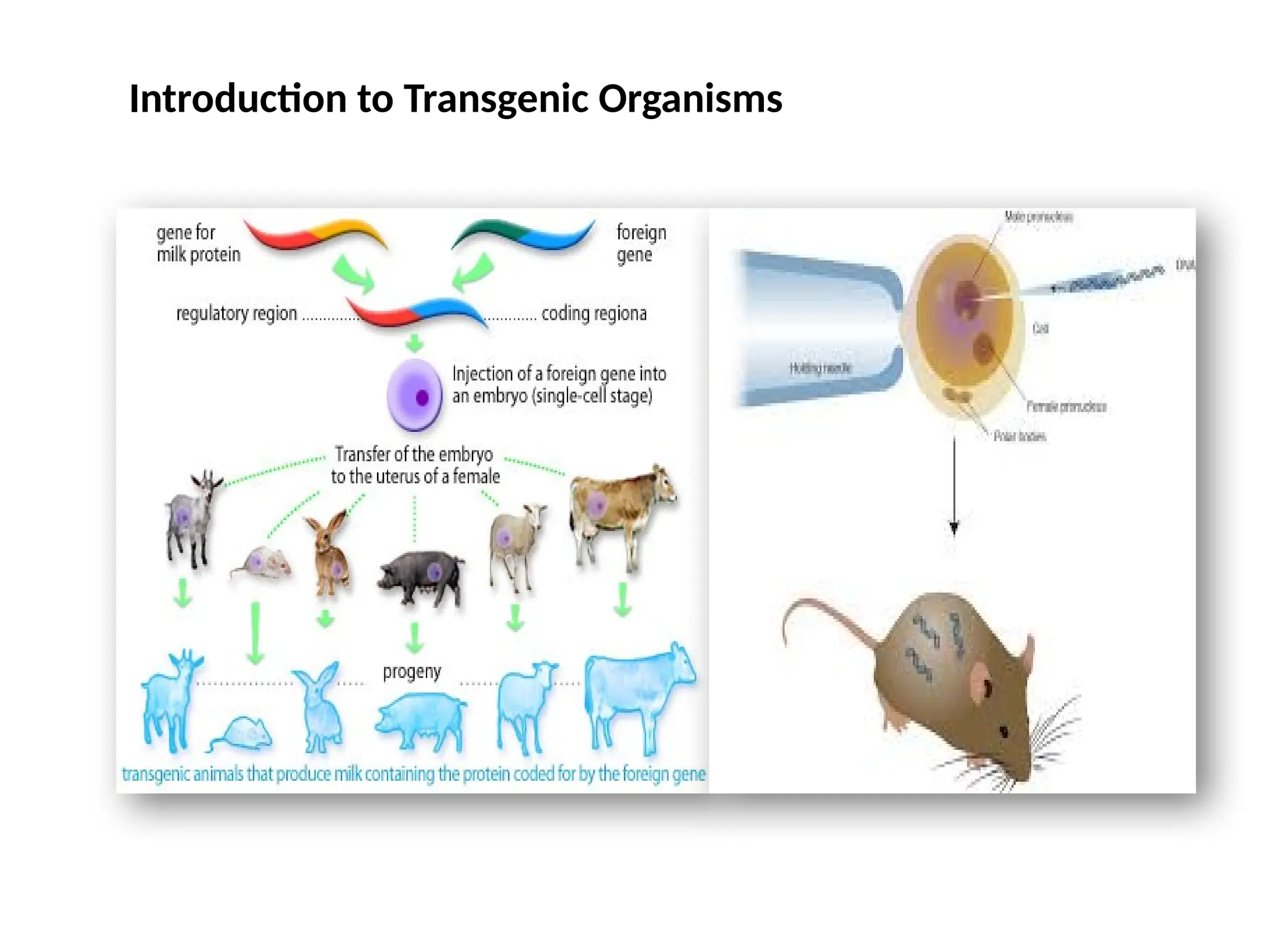 Introduction to Transgenic Organisms
 