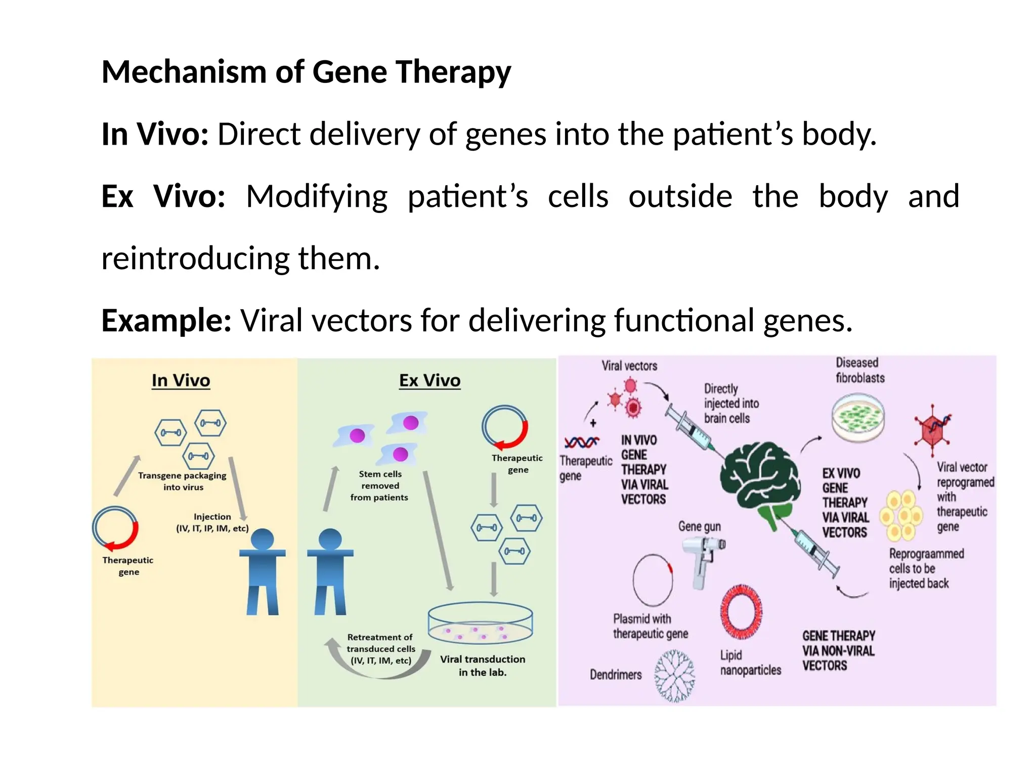 Mechanism of Gene Therapy
In Vivo: Direct delivery of genes into the patient’s body.
Ex Vivo: Modifying patient’s cells outside the body and
reintroducing them.
Example: Viral vectors for delivering functional genes.
 
